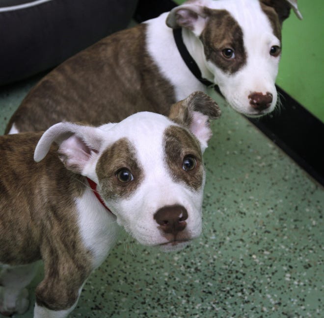 Homeless dogs are getting help from a Cumberland couple through an agency they set up with profits from their Lincoln pet store. The Providence Journal/Kris Craig