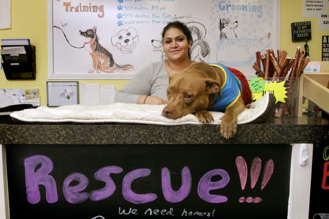 Amna Memon and her rescue dog, Nani, at Oh My Dog, her store in Lincoln that funds the nonprofit Broken Tail Foster and Rescue. 

The Providence Journal/Kris Craig