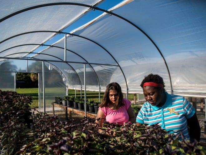Arinne, left, and Sarah check for dead leaves on the organic purple basil at Easter Seals of Southwest Florida on Oct. 14.