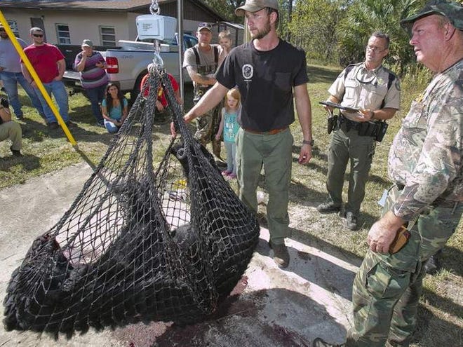 A 292-pound-bear shot by Jerl Merritt, right, of Ocala rests in a net waiting to be weighed and measured by Florida Fish and Wildlife Conservation Commission Biologist Wade Brenner, left, at a check station Saturday morning.