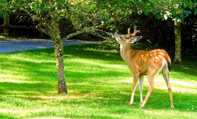 A young Blacktail buck eats leaves from a horse chestnut tree near Langley, Wash. Deer are significant garden pests but avoid bulbous flowers like daffodils, snowdrops and snowflakes because of their bitter and toxic taste. Associated Press File Photo