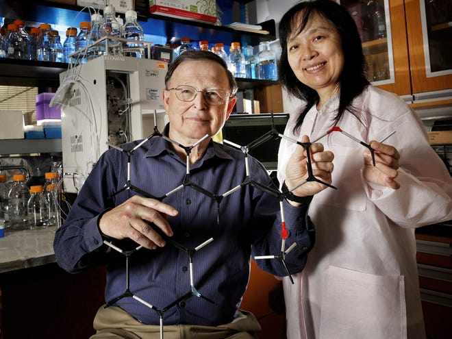 William Kem, professor of pharmacology and therapeutics at the University of Florida, and Hong Xing, assistant in pharmacology and therapeutics at UF, hold a model of the molecule GTS-21 in Kem's lab at the Academic Research Building on the UF campus.