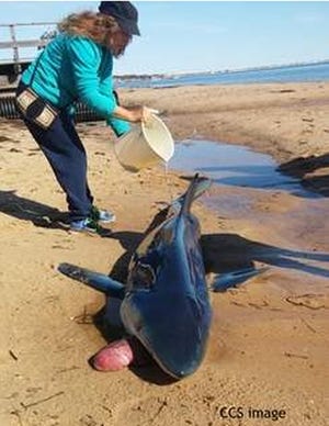 A volunteer pours water on a blue shark that stranded in Provincetown on Tuesday and was later towed out to sea. Photo courtesy of Center for Coastal Studies.