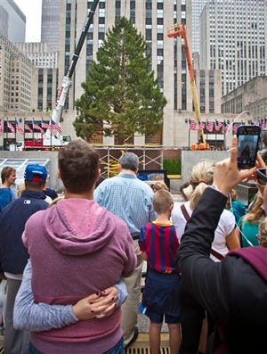 A Norway Spruce at least 75 feet high, from Gardiner, N.Y., draws attention after being placed in its new location as the 2015 Rockefeller Center Christmas tree, Friday, Nov. 6, 2015, in New York. -AP Photo/Bebeto Matthews