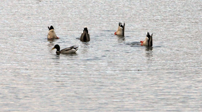 In a small pond near the end of Wharf Lane in Yarmouth Port, duck were feeding, with their tails in the air.