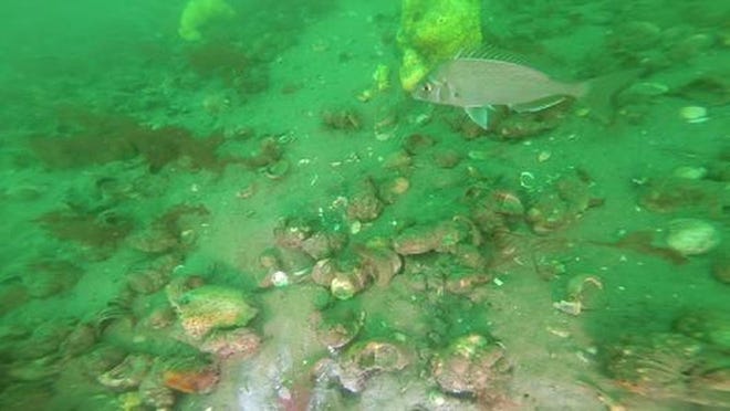 A screenshot from video research of Buzzards Bay reefs has shown a dramatic increase in the number of slipper shells in the area. Courtesy of Coastal America Foundation