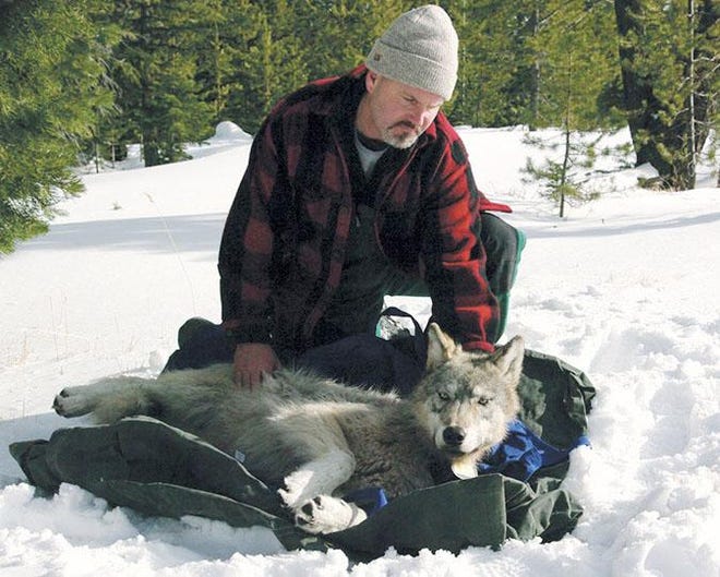 FILE - In this Feb. 13, 2010, file photo, provided by the Oregon Department of Fish and Wildlife shows wolf coordinator Russ Morgan with a female wolf pup just fitted with a radio collar in northeastern Oregon. Wolves in Oregon have hit the threshold for consideration of taking them off the state endangered species list. The Oregon Department of Fish and Wildlife announced Tuesday, Jan. 27, 2015, the latest wolf census confirms at least seven breeding pairs Ã?Â³ six in northeastern Oregon and one, led by the famous wanderer OR-7, in the southern Cascades. (AP Photo/Oregon Department of Fish and Wildlife, File)