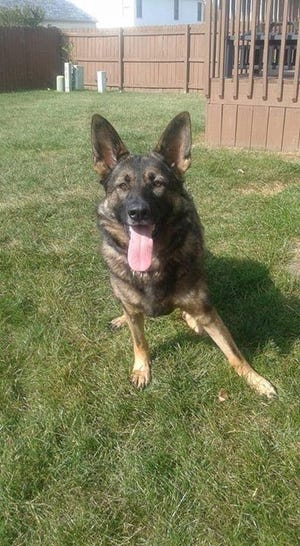 Udet, a German shepherd that was killed working for the Franklin County Sheriff's Office