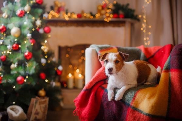 5 Simple Steps to Keep Pets Healthy Over the Holidays