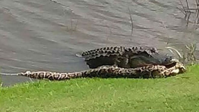 Pat Aydellot's photo of the alligator eating the python, which was posted to the Classics Country Club at Lely Resort's Facebook page. (Courtesy Classics Country Club at Lely Resort)