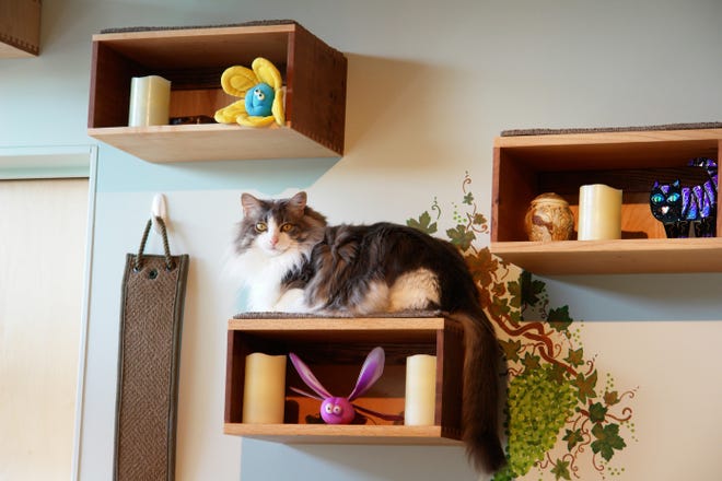 This photo provided by Tarcher Perigee shows custom-built boxes that provide both storage and vertical space for a cat in the book, "Catify to Satisfy: Simple Solutions for Creating a Cat-Friendly Home by Jackson Galaxy and Kate Benjamin. Whether it's a new kitten, an older rescue or an addition to your cat family, choosing just the right gear and tweaking your home is key to keeping felines safe, sane and stimulated.