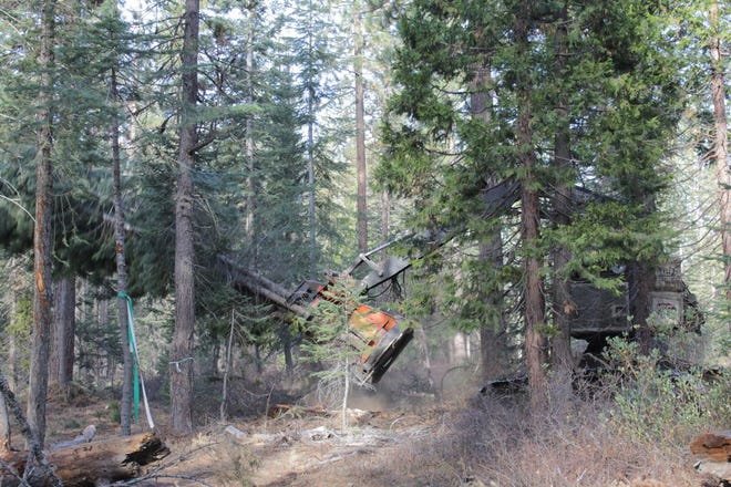 A feller-buncher being operated on the Forest Service's Mountain Thin project at the Mt. Shasta Nordic Center. Mt. Shasta Nordic Ski Organization Executive Director Justi Hansen said the Nordic Center will look cleaner after Mountain Thin and “will be healthier and more fire safe.”