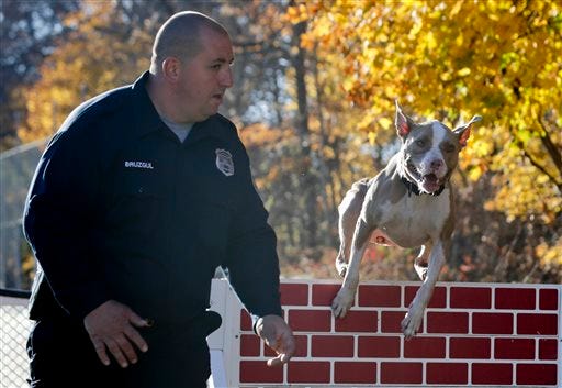 Poughkeepsie police officer Justin Bruzgul runs with Kiah on an obstacle course at a K9 school in Stone Ridge.