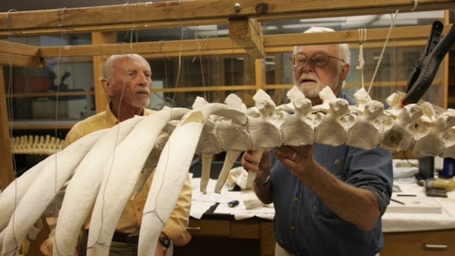 Retirees Bill Stewart, 84, of Vero Beach and Nat Huggins, 83, of Fort Pierce are assembling two manatee skeletons for display at Florida Power & Light’s new Manatee Lagoon facility in Riviera Beach. (Provided)