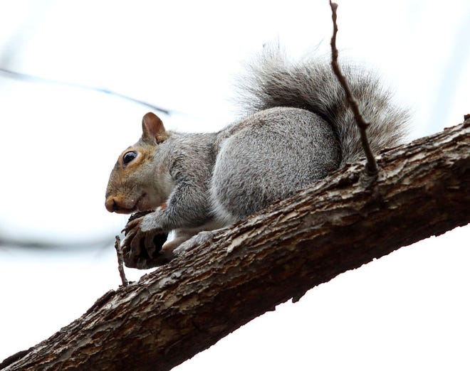 A squirrel carries a nut in Stillwater Wednesday, on a gray fall day.