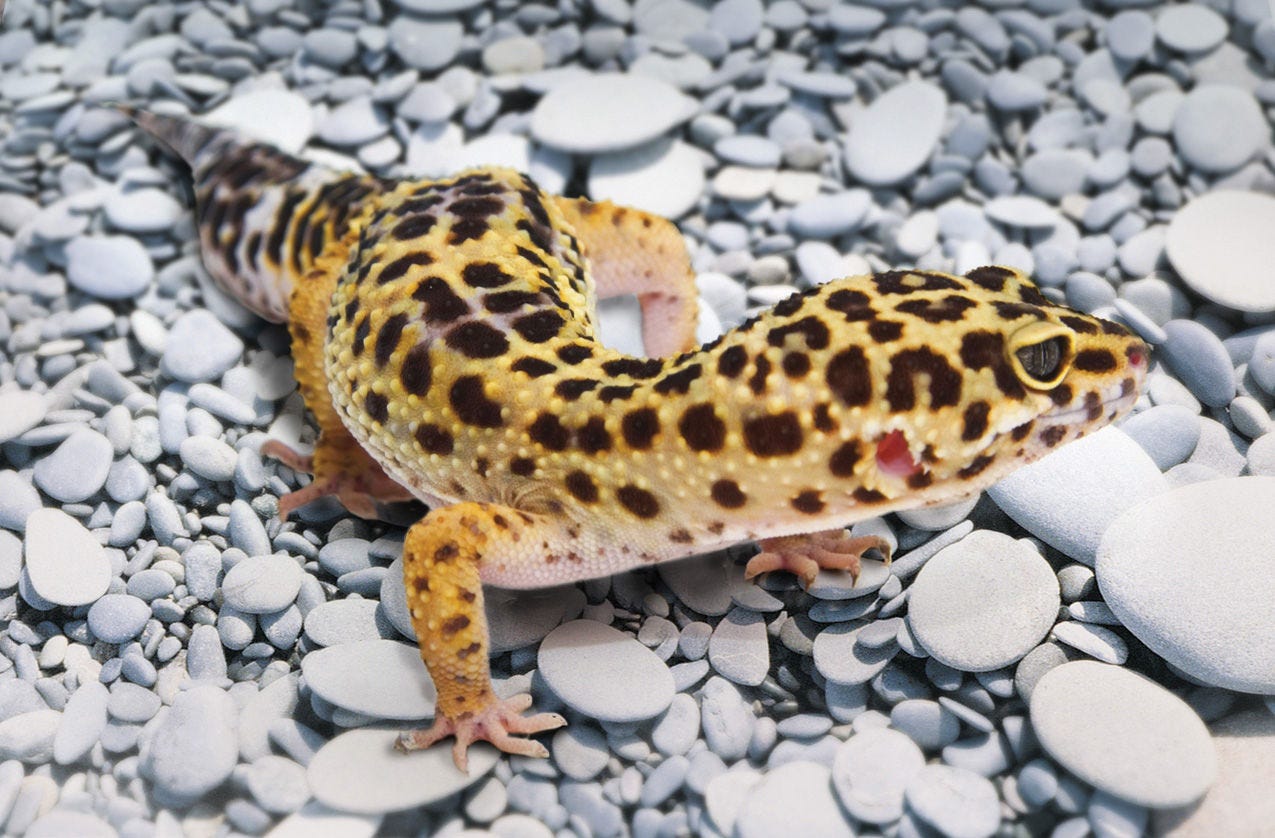 Pet Leopard Geckos