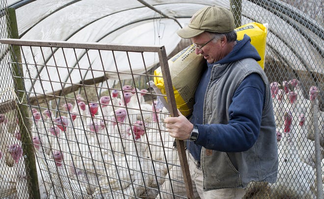 Aaron Sturges carries a bag of corn Nov. 17 into a turkey pen at Sturges Orchards in Franklin Township. Aaron's son, Nathan, 22, started raising turkeys with his help about 12 years ago. Nathan, a horticulture student at Penn State University, raised about 125 turkeys this year and has sold all but 10 of them.