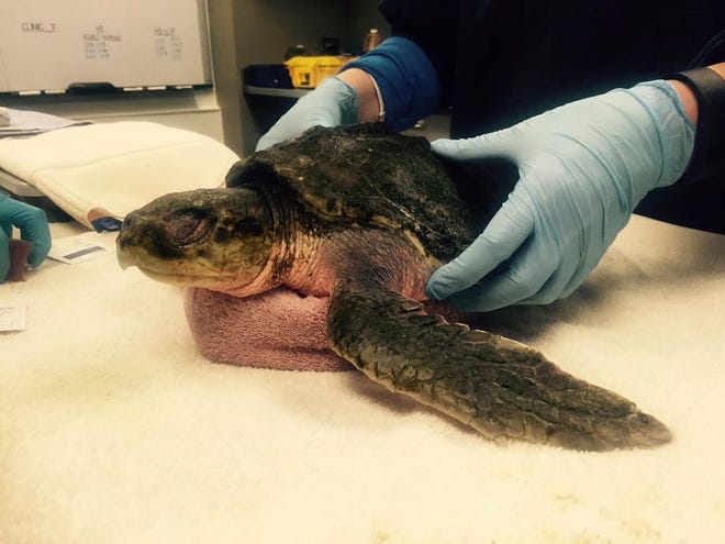 New England Aquarium Photo
A Kemp’s ridley sea turtle is examined at the New England Aquarium’s Animal Care Center in Quincy on Tuesday, Nov. 24, 2015. at the Aquarium’s sea turtle hospital in Quincy. The turtle had been found on a Cape Cod Bay beach earlier in the day with a body temperature of 52 degrees. It will be rewarmed about five degrees each day until it reaches the mid-70s, it’s preferred range.
