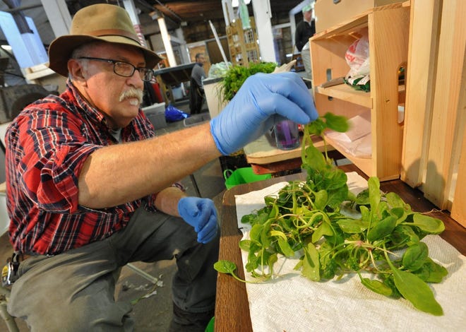 Doug MacFarland of Marshfield prepares baby spinach for sale at the Marshfield Winter Farmers' Market. 

Wicked Local Photo/Tom Gorman