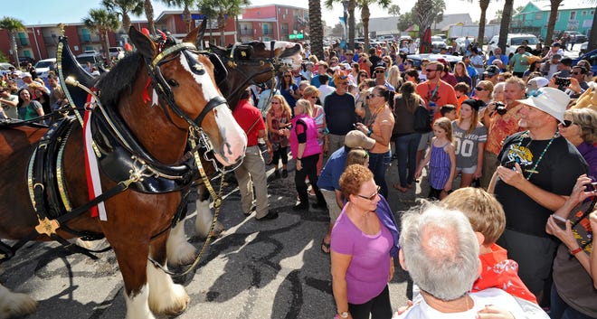 The lead horses Master (L) and Ivan (R) do their version of smiles for the crowd gathered at the end of Atlantic Boulevard. The Budweiser Clydesdales paraded along Atlantic Boulevard in Neptune Beach, FL from the Kmart shopping center to the circle at the ocean where a large crowd gathered to get an up close look at the team of eight horses and their wagon complete with Barley the Dalmatian. The event staged on Thanksgiving afternoon Nov. 26, 2015 drew a large crowd that included folks who had been at the street party in front of Pete's Bar, nearby on First Street.