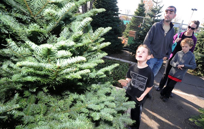 Segale Brothers Christmas Trees has two lots and is celebrating its 58th year. RECORD FILE 2012