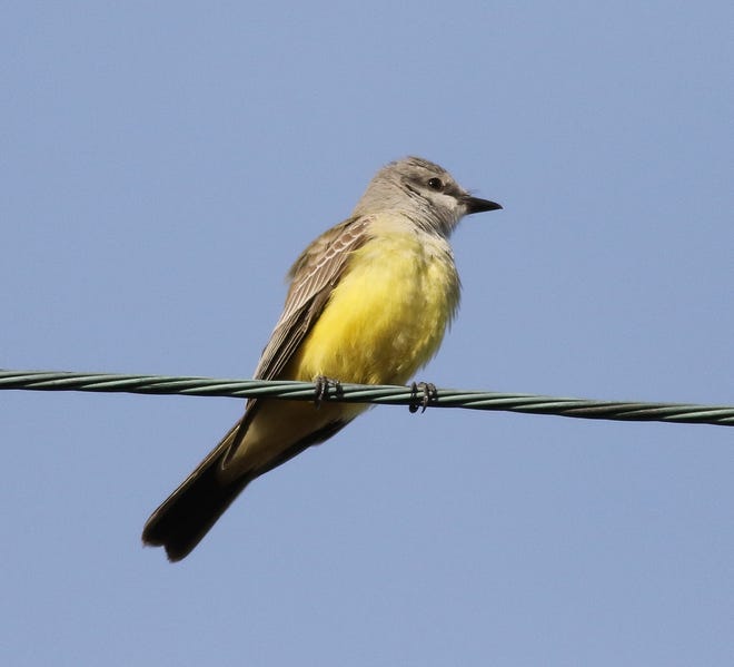 This western kingbird, a fall vagrant, was fly catching and eating berries last week on Nantucket. Photo by E. Vernon Laux