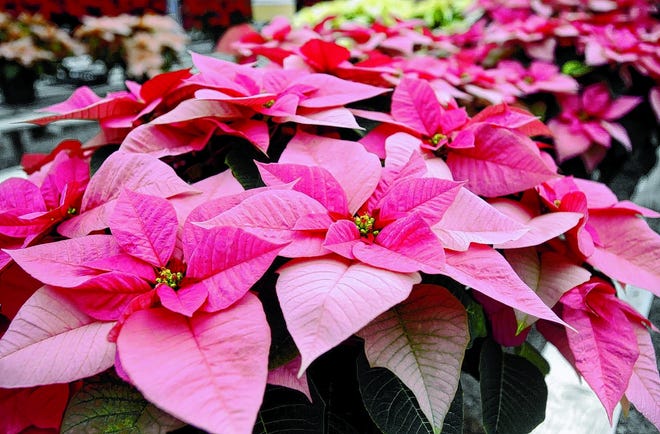 Pink poinsettias as grown in the greenhouse at Stan's Garden Center in Harborcreek Township Dec. 11. ROB ENGELHARDT/