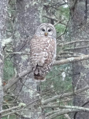 Nathan Allison sent in this photo of a barred owl who was perching on the limb of a tree in the woods in Lee last week. The photographer hooted at the owl and then took the shot when the owl turned its head to see where the sound was coming from. Courtesy photo