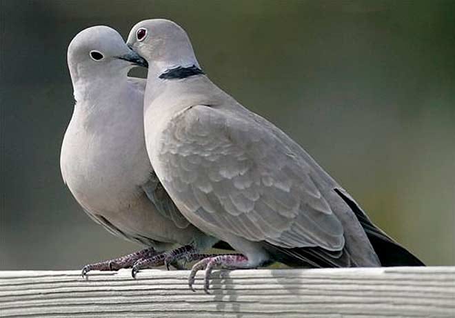 The cost of two turtle doves rose to $290, from $260 last year.