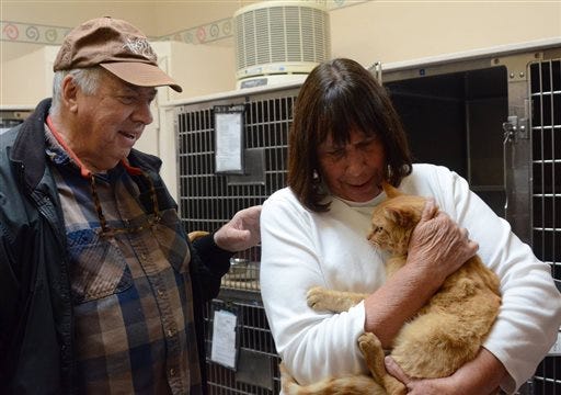 Stephen Payne and his wife, Nancy, reunite with Ginger their short-haired Tabby cat that went missing for eight years, at the Marin Humane Society in Novato, Calif. Marin Humane Society spokeswoman Lisa Bloch said Sunday, Dec. 6, Rick Benson had been feeding the orange tabby near his shop in Novato for about two months until he decided to take the stray feline for a checkup at the animal shelter. Bloch says luckily the cat was micro chipped and the shelter was able to contact the owners who reunited with Ginger on Wednesday.