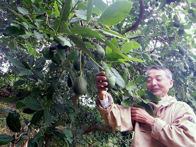 Shigeki Mori shows an avocado at his farm in Matsuyama, Japan.