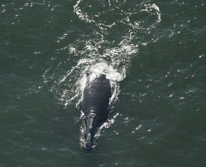 Florida Fish and Wildlife Conservation Commission photoA mother and baby right whale swim off the coast of Ponte Vedra.
