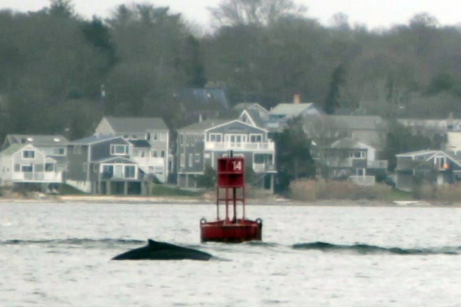 A humbpack whale was spotted swimming near the Butler Flats lighthouse in New Bedford Monday morning. PETER PEREIRA/THE STANDARD-TIMES/SCMG
