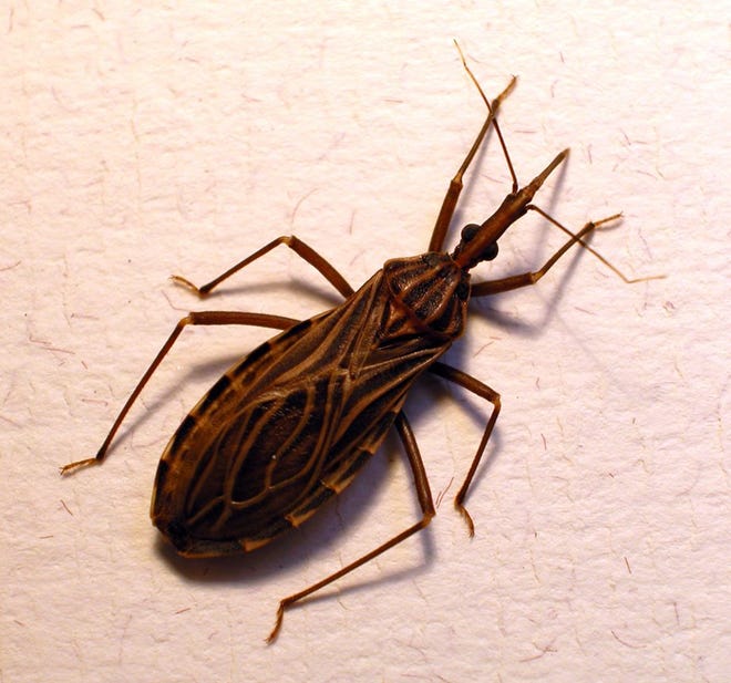 The Kissing Bug has been found in the High Desert.