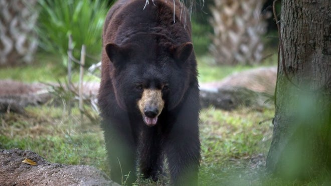A black bear wanders through its enclosure at the Palm Beach Zoo and Conservation Society on Thursday, August 14, 2014 in West Palm Beach. The black bears are part of the Art Gone Wild program in which animals create paintings that are sold to raise money to take care of the zoo animals. (Madeline Gray / The Palm Beach Post)