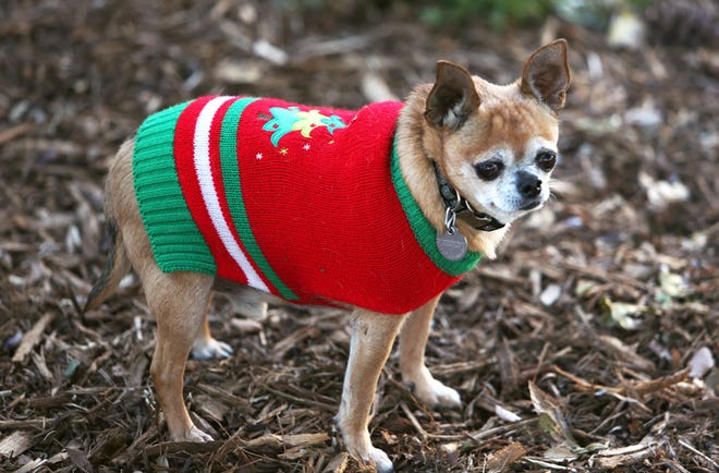 This Dec. 5, 2015 photo shows an 8-year old Chihuahua named Coco out in the winter cold in his new Christmas sweater in Los Angeles.