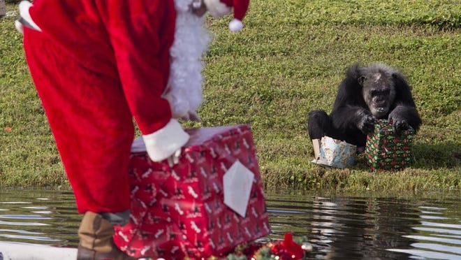Andrew Halloran, Professor of Environmental Studies at Lynn University who also moonlights as Santa, tosses out presents with treats and toys that the chimps enjoy during the 31st annual Christmas with the Chimps at Lion County Safari on Dec. 17, 2015. (Brianna Soukup/The Palm Beach Post)