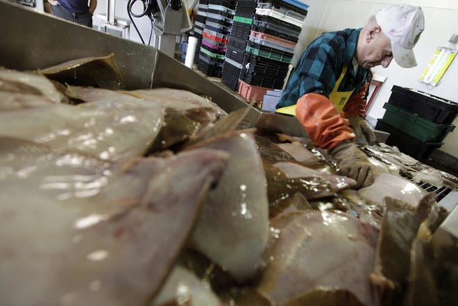 Manny Sylvia sorts yellowtail flounder for the Whaling City Seafood Display Auction in New Bedford. Changing water temperatures and fishing pressures are taking a toll on groundfish stocks. PETER PEREIRA/STANDARD-TIMES FILE PHOTO