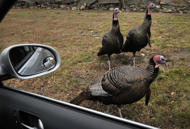 A trio of curious male eastern wild turkeys check out a parked vehicle, while the driver reciprocates with his camera near Belmont Street in Worcester on Friday, Dec. 18, 2016. T&G Staff/Paul Kapteyn