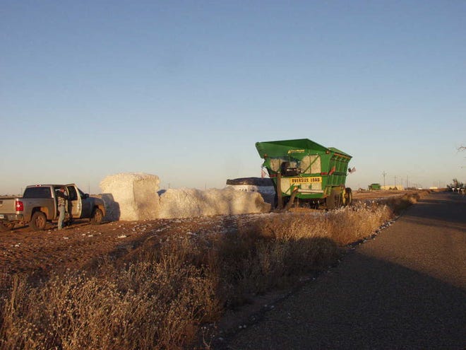 Early optimism at planting time has yielded to the reality of a mediocre cotton harvest for the South Plains.