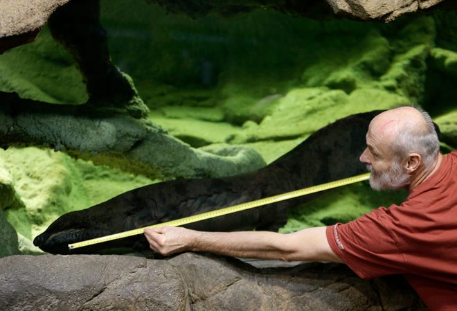 Petr Velensky uses a meter to show the size of a Chinese giant salamander Karlo in an aquarium at the zoo in Prague, Czech Republic, Sunday, Dec. 20, 2015. Prague Zoo says Karlo is likely to be the biggest living Chinese giant salamander in the world. According to latest measuring done Friday, Karlo is 1.58 meter (5.18 feet) long. The critically endangered species is the largest amphibian in the world. (AP Photo/Petr David Josek)