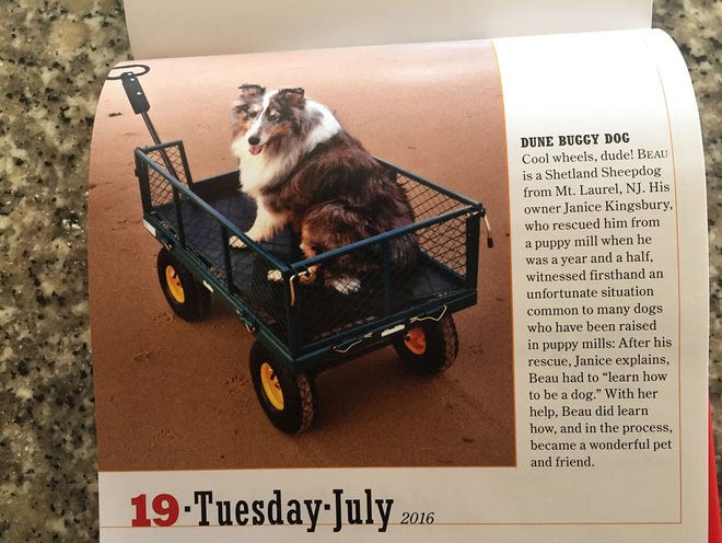 Janice Kingsbury's late Shetland sheepdog Beau graces July 19 in the "365 Dogs 2016" calendar.
