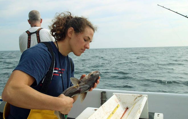 New England Aquarium research technician Emily Jones evaluates the condition of a haddock as part of a study about the mortality of discarded fish, on Jeffreys Ledge off the coast of New Hampshire, on July 9. (Emily Bauernfeind/New England Aquarium via AP)