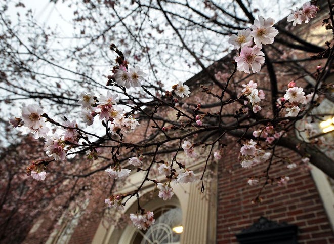 December nature goes wonky on Pope Street in downtown Hudson as crab apple trees blossom around The Gift Wrap Company building on Thursday.