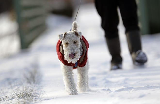 Consider putting a sweater on your dog when you go outside in the winter.

AP/David Duprey