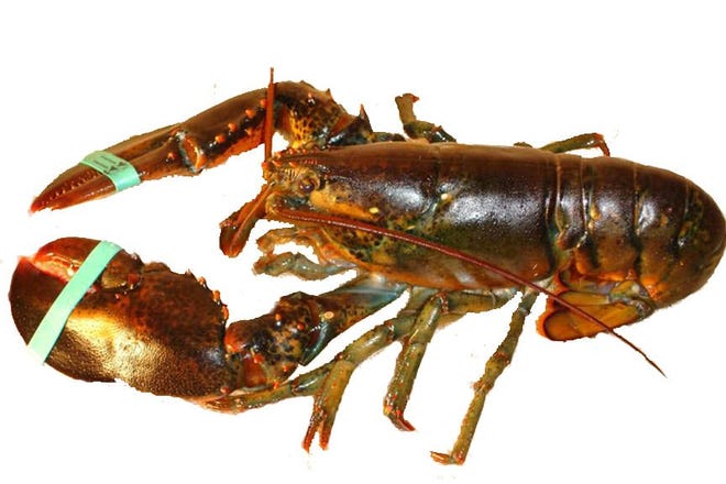 Lobster season is extending into winter this year due to unseasonably warm weather.