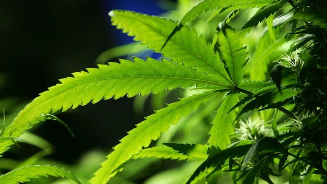 Marijuana plants. (Getty Images)