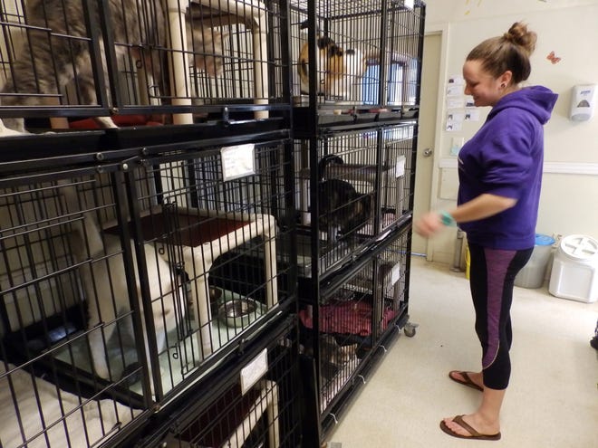 Foothills Humane Society Adoption Coordinator Ashley Pobanz is shown with adoptable cats at the shelter, which has transitioned to a no-kill shelter in the last five years.