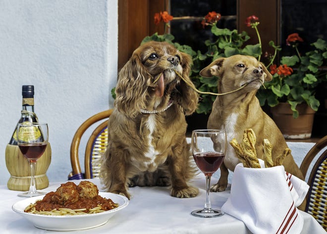 Toast, left, a 10-year-old King Charles puppy mill rescue, and 7-year-old Finn in their "Lady And The Tramp" photo taken at Mediterraneo Restaurant in New York. AP Photo/Zola