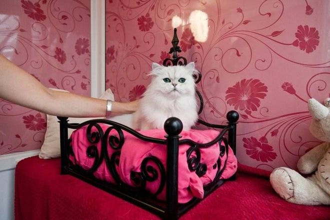 Pampered cat